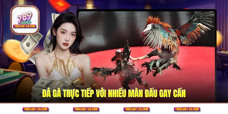 Đá gà trực tiếp với nhiều màn đấu gay cấn